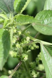 Image result for Laportea interrupta