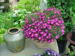 Flowering shrubs grown in containers give great garden value, and it's easy to find old favorites in smaller sizes. 44 Best Shrubs For Containers Best Container Gardening Plants Container Plants Plants Container Gardening