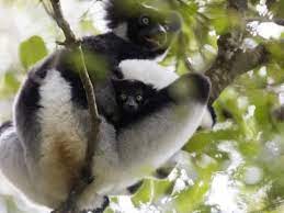 Howling Indri Lemur Indri Indri Analamazaotra Special Reserve Andasibe Central Area Madagasca Photographic Print Christian Kober Art Com Indri Photographic Print Lemur