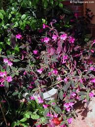 Image result for Ruellia makoyana