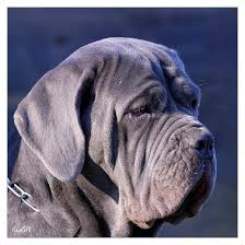 Download and buy this stock image: Pixelistes Matin De Naple Co Nature Animaux