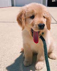 Ultimate Printable New Puppy Checklist Pawleaks Cute Puppies Cute Dog Wallpaper Cute Dogs