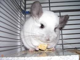 There are 9419 chinchilla pet for sale on etsy, and they cost $28.67 on average. Chinchilla Pet For Sale Petfinder