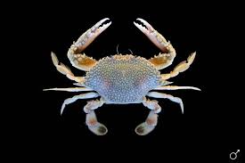 Image result for Cribbia brachyceras