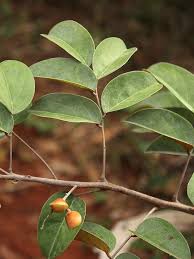 Image result for Connarus