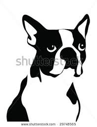 Black And White Boston Terrier Pictures Boston Terrier Vector Illustration 29748565 Shutterstock Boston Terrier Art Dog Drawing Drawings
