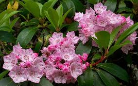 Panoramio Photo Of Pink Mountain Laurel Kalmia Latifolia Kalmia Latifolia Mountain Laurel Pink Mountains