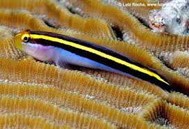 Image result for Lepidagathis randii