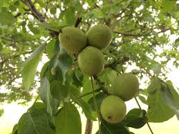 The husks do not split and. Walnut