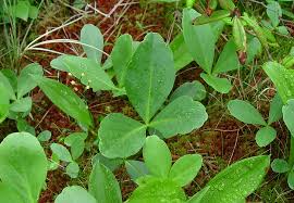 Image result for Menyanthaceae