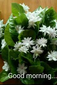 Pin By Mehrzad Eslami On Good Morning Good Morning Flowers Good Morning Greetings Good Morning Images