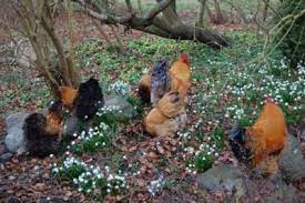 Clematis contains an irritating glycosides, and when ingested by pets, can cause drooling, vomiting and diarrhea. Plants Chickens Can T Eat Learn About Plants That Are Poisonous For Chickens