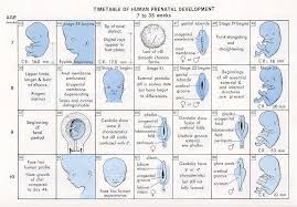 5 Best Images Of Fetal Development Timeline Chart