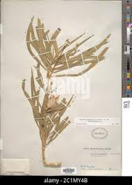 Image result for Kanahia laniflora