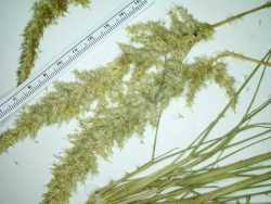 Image result for Enneapogon cenchroides