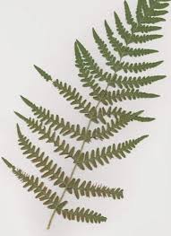 Image result for Histiopteris