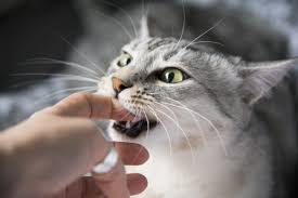 7 kesalahan merawat kucing yang harus dirubah di 2021. Cara Benar Merawat Luka Gigitan Kucing Agar Tidak Infeksi Honestdocs