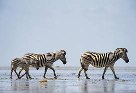In certain regions of kenya, the plains zebras and grevy's zebras coexist (live together). Nothing Can Stop The Zebra Science Smithsonian Magazine