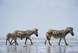 Its unique colouring of a striped head and neck fading into a solid coat towards its rump made it look something like a cross between a zebra and a horse. Nothing Can Stop The Zebra Science Smithsonian Magazine