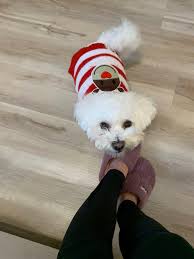 Biscuit said sharing is caring .. and proceeded with leaving her hair all  over the house ! : rFrenchbulldogs