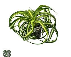 Image result for Chlorophytum filipendulum