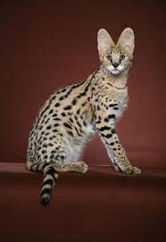 Pin On Savannah Cats
