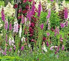 Pin On Summer Perennials