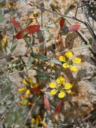 Image result for Janusia