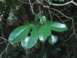 Image result for Suregada zanzibariensis