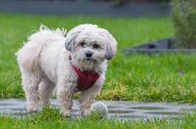 Shih tzus are lively, alert, and loyal, making them great family dogs. Maltese Shih Tzu Mix Breed Information All Things Dogs All Things Dogs