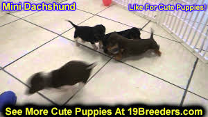 Adopt a rescue dog through petcurious. Miniature Dachshund Puppies Dogs For Sale In Tampa Florida Fl 19breeders Fort Lauderdale Youtube