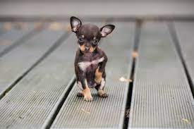 Chihuahua puppies for sale your search returned the following puppies for sale. Chihuahua Merkmale Und Besonderheiten Des Kleinen Modehundes