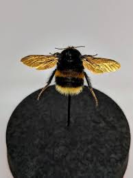 Their stingers are also big. Pin On Taksidermi