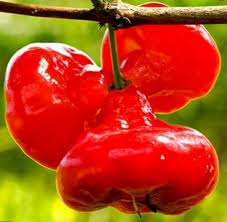 7 jenis buah yang direkomendasikan untuk dikonsumsi saat sarapan. 12 Jenis Tanaman Buah Buahan Di Halaman Rumah