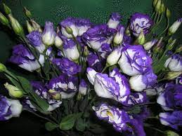 10 Most Expensive Flowers In The World Orchids Roses Priceless Plants Financesonline Com