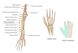 Image result for Normal Anatomic Position of the Hand and Wrist