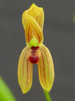 Image result for Cyrtorchis ringens