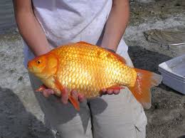 Or you are simply curious in how big can goldfish get, anyway, read on to know the factors influencing their growth and how to make them flourish and happy for years. Giant Goldfish Swarm In Toronto Waters The Star