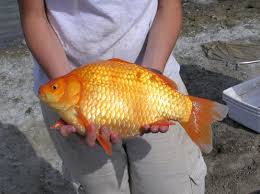 A lot of people don't really believe how big they can get. Giant Goldfish Swarm In Toronto Waters The Star