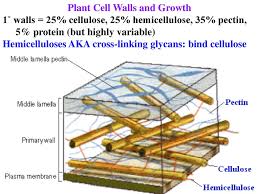 Polysaccharide, also called glycan, the form in which most natural carbohydrates occur. Plant Cell Walls And Growth Ppt Download