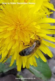 Dandelion flower essence healing properties : Dandelion Honey Recipe