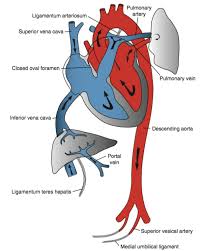 Image result for Neonatal Circulation Assessment