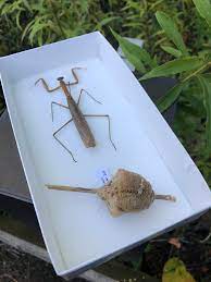 They sit with their front legs clutched as if praying, but they should really be called preying mantis because they are. You Do Not Want This Egg Case Hatching In Your Home Warns A Cleveland Entomologist