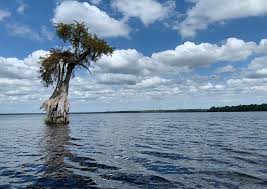 Image result for Taxodium