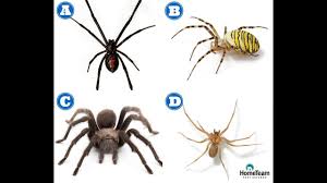 survival skills guide to venomous spiders survival life