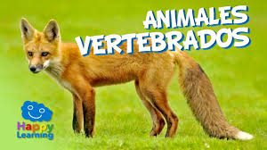 Los animales vertebrados se caracterizan por poseer simetría bilateral y un cráneo que protege el el cuerpo de los animales vertebrados se divide en tres zonas: Animales Vertebrados Zoology Quiz Quizizz