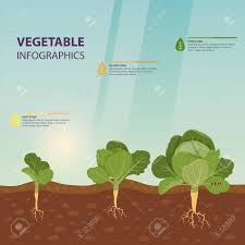 Maybe you would like to learn more about one of these? Headed Cabbage Growing Process As Infographic Template Vegetable Royalty Free Cliparts Vectors And Stock Illustration Image 112266275