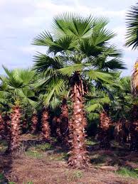 Image result for Washingtonia