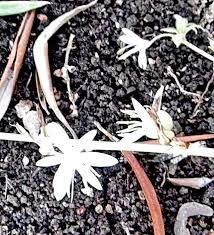 Image result for Chlorophytum pauper