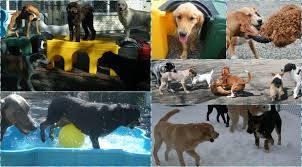 See more of daycare near me on facebook. Doggie Daycare And Day Boarding In Concord Nh Cilley Veterinary Clinic